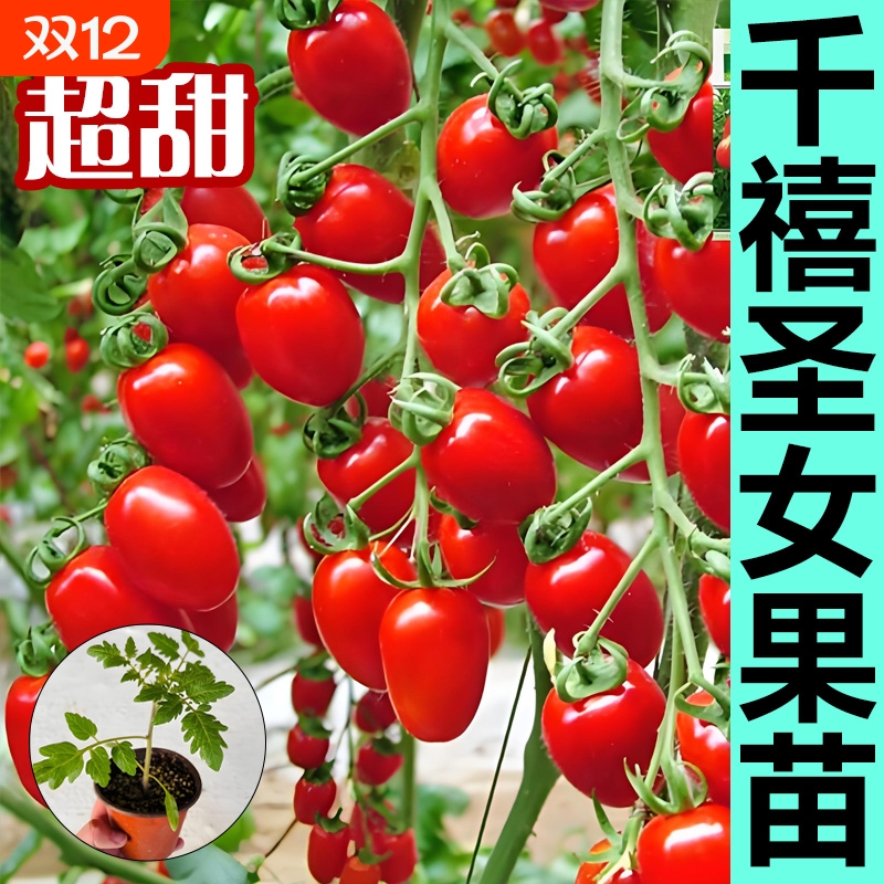 青口蜜千禧圣女果番茄苗阳台种植超甜樱桃小番茄苗西红柿盆栽