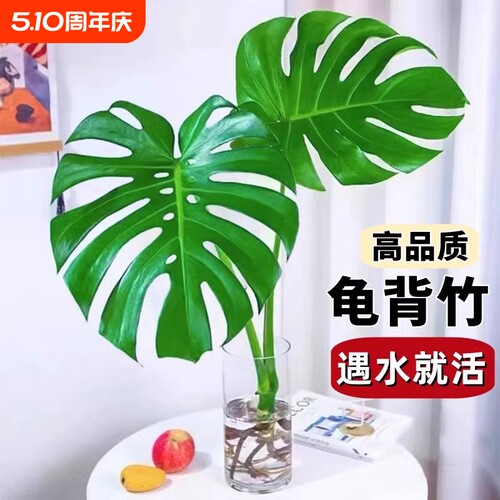 基地直销 新品特惠