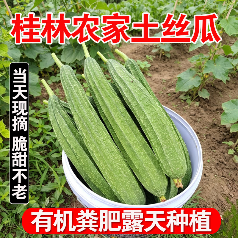 广西桂林新鲜棱角丝瓜八角瓜甜大肉菱角丝瓜水瓜现摘农家自种蔬菜
