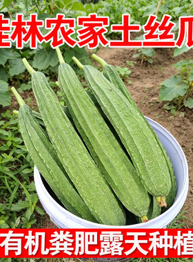 广西新鲜棱角丝瓜八角瓜甜大肉菱角水瓜现摘农家自种蔬菜食用采摘