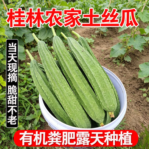 广西新鲜棱角丝瓜八角瓜甜大肉菱角水瓜现摘农家自种蔬菜食用采摘