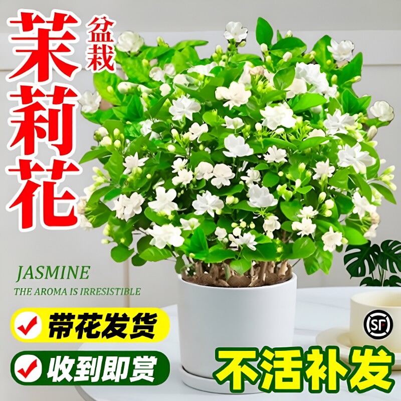 茉莉花盆栽阳台花卉带花苞老桩树苗驱蚊水培绿植室内好养开花花期