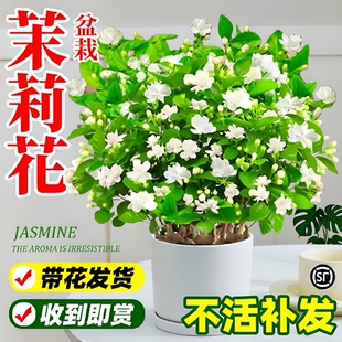 茉莉花盆栽阳台花卉带花苞老桩树苗驱蚊水培绿植室内好养开花花期