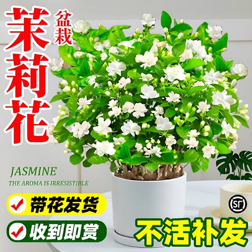 茉莉花盆栽阳台花卉带花苞老桩树苗驱蚊水培绿植室内好养开花花期