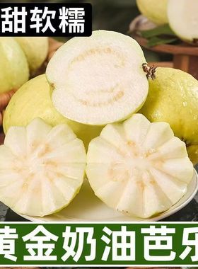 福建软糯软心芭乐5斤水果漳州当季奶油软白番石榴应季新鲜巴乐果
