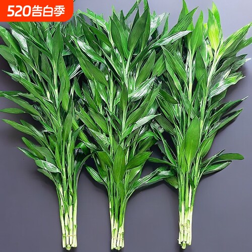 大叶富贵竹水培植物客厅招财装饰