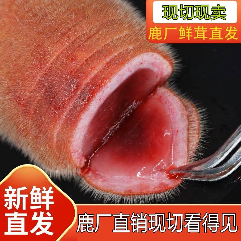 鲜鹿茸正品吉林长白色特产梅花鹿鹿茸新鲜带血切片煲汤泡茶泡水