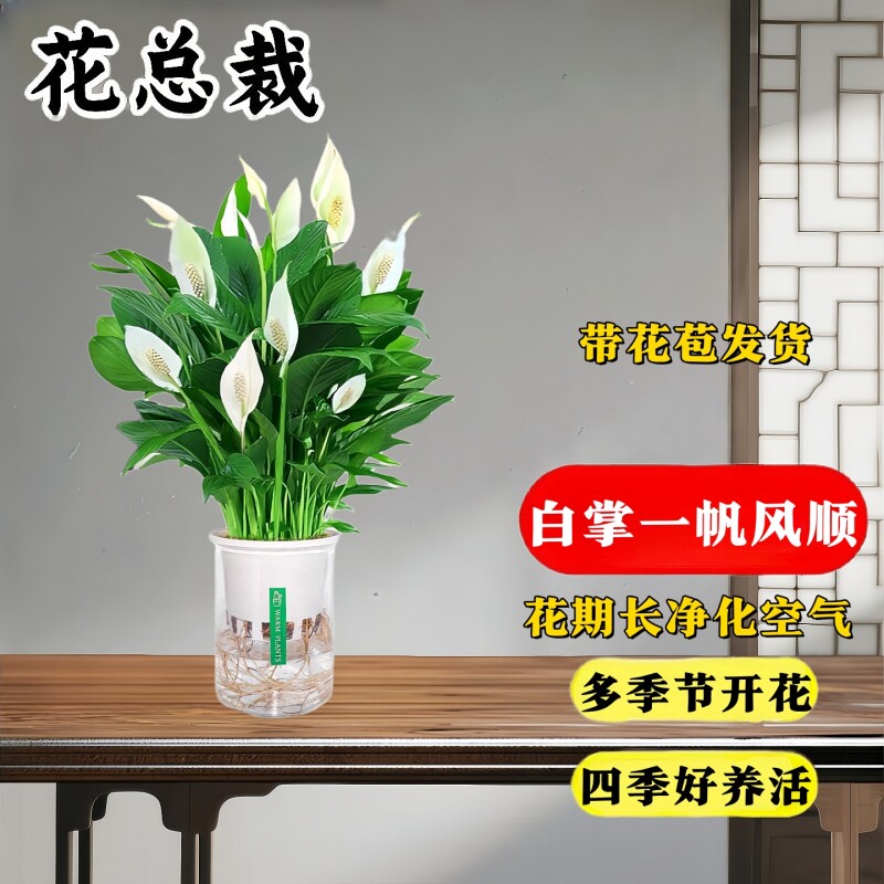 白掌一帆风顺盆栽带花水培植物室内红掌适合懒人冬天花卉