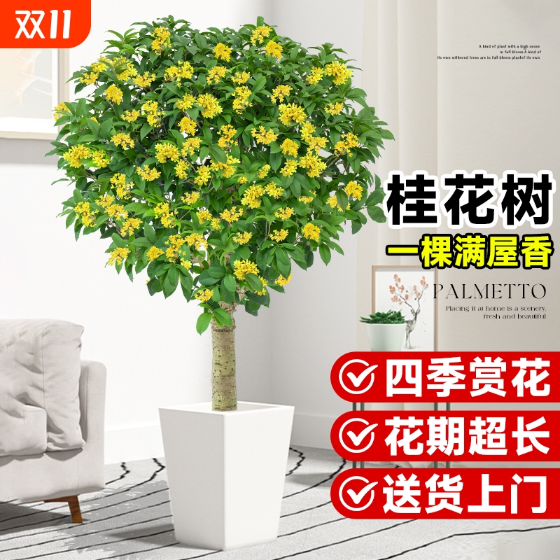 桂花树苗盆栽花卉绿植四季好养活