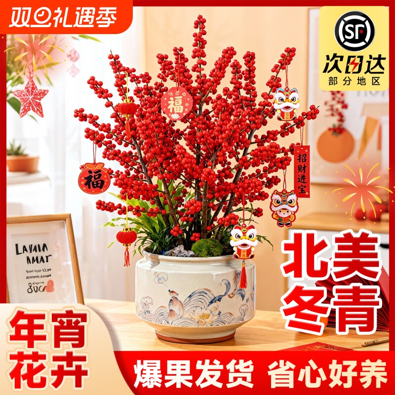 进口北美冬青红果真花带果盆栽鲜切花鲜花老桩盆景绿植物空运保鲜