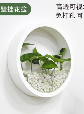 壁挂式花盆水培养绿萝室