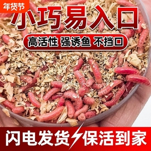 鲜活红蛆虫瓶装活饵溪流石斑鱼马口新鲜红虫活饵料野钓蚯蚓发酵