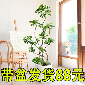 鸭脚木客厅大盆栽八方来财造型鸭脚木室内办公室大型绿植开业植物