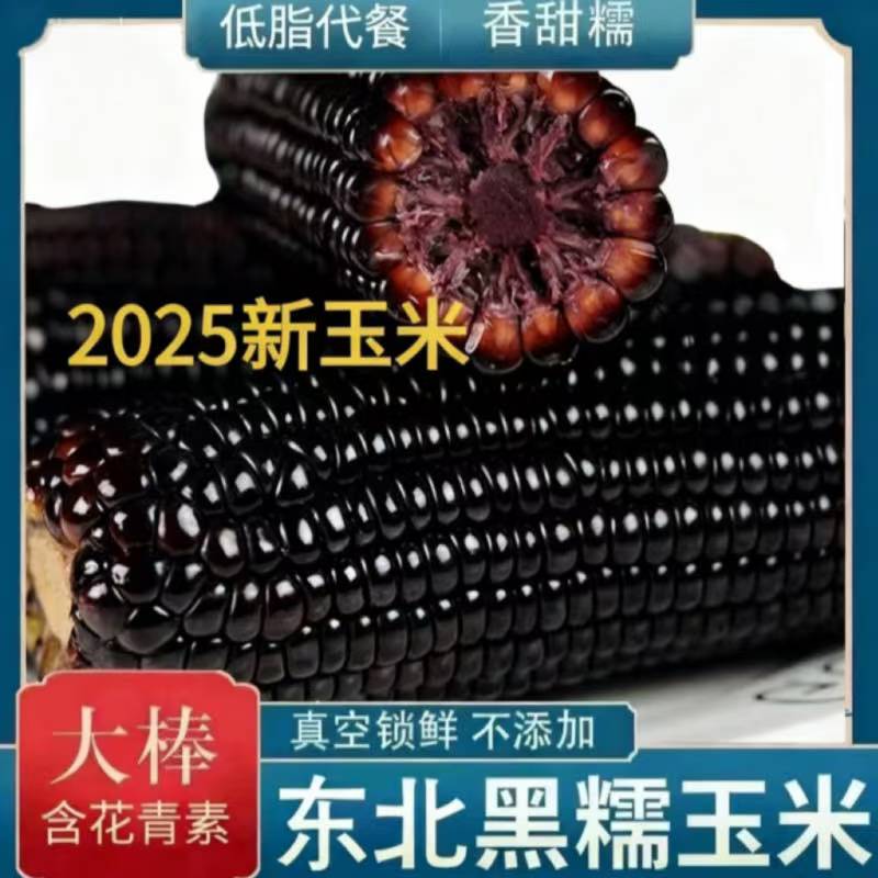 2025黑糯玉米东北黑玉米真空玉米新鲜玉米甜糯玉米苞米黏玉米