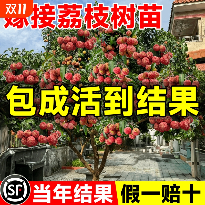 特大号荔枝树苗嫁接果树苗无核桂味南北方四季种植庭院盆栽水果苗