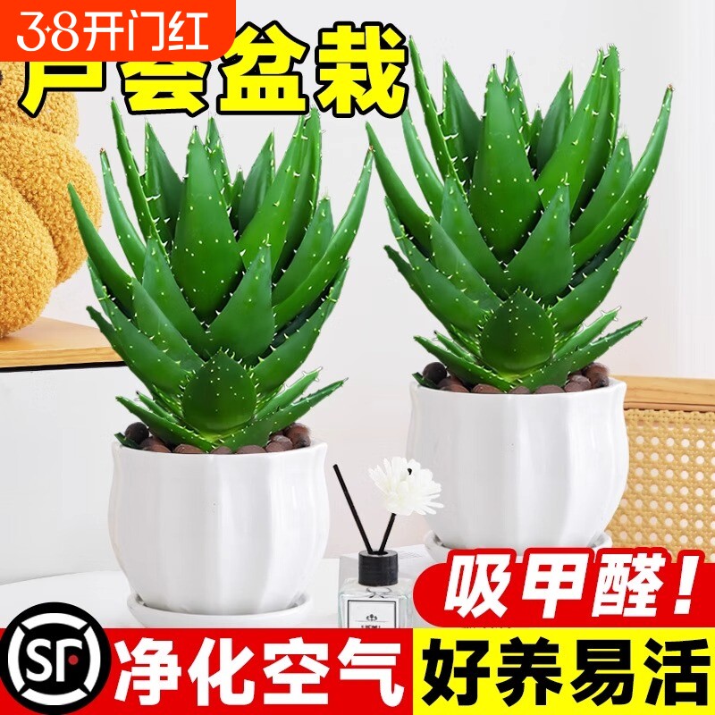 芦荟大盆栽美容植物室内多肉绿植物吸甲醛四季好养花卉仙人掌阳台