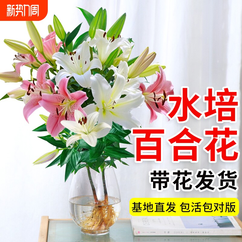 百合鲜花水培植物香水百合花种球盆栽带花苞花卉植物室内花好养