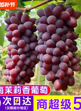 【N21°】云南茉莉香葡萄新鲜无籽香甜多汁5斤现摘现发顺丰包邮