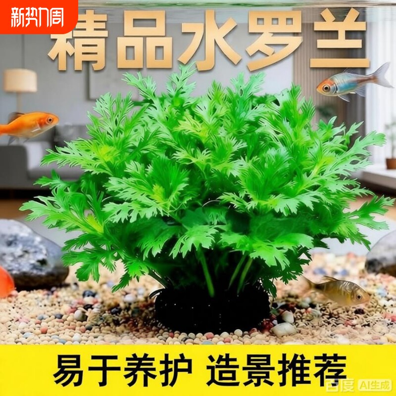 养鱼水罗兰坨草自带坨基造景阴性增氧净水后景新手水草植物好养活