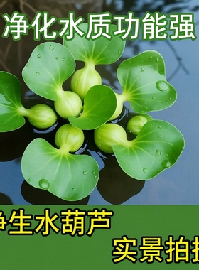 鱼缸水草浮萍造景花卉鱼池塘净化水质水生植物水葫芦增氧养鱼淡水