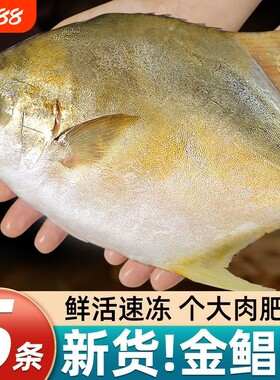 特大号金鲳鱼新鲜活冷冻金昌鱼深海鲳鱼平鱼海鲜水产整条批发鱼肉