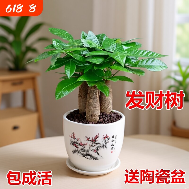 发财树小盆栽室内绿植花卉水培植物绿萝文竹四季好养活办公室桌面