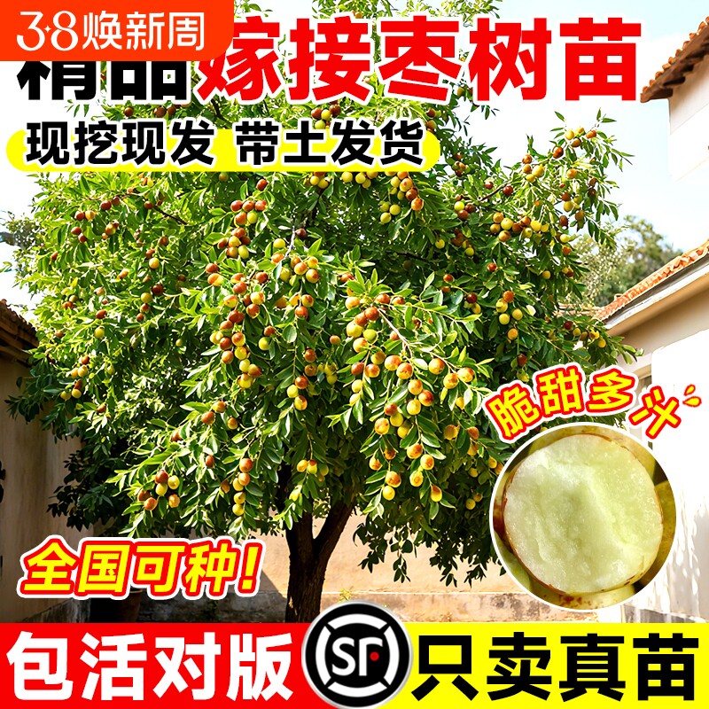 正宗嫁接枣树苗冬枣大苗南方北方种植盆栽地栽庭院耐寒果树苗结果