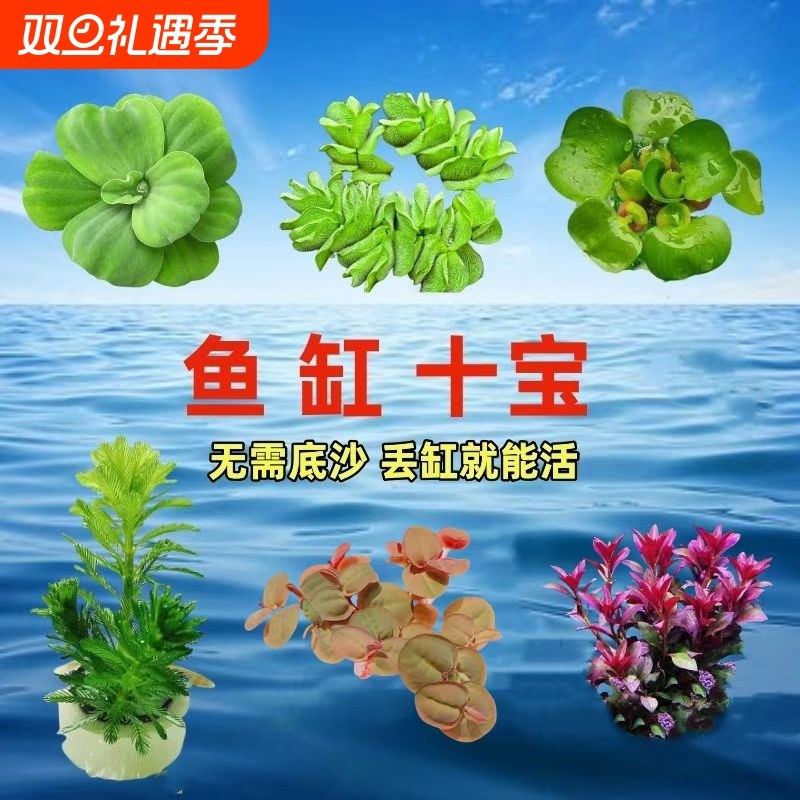 鱼缸造景套餐水芙蓉水培植物水草浮萍净化水质鱼虾龟生态缸造景