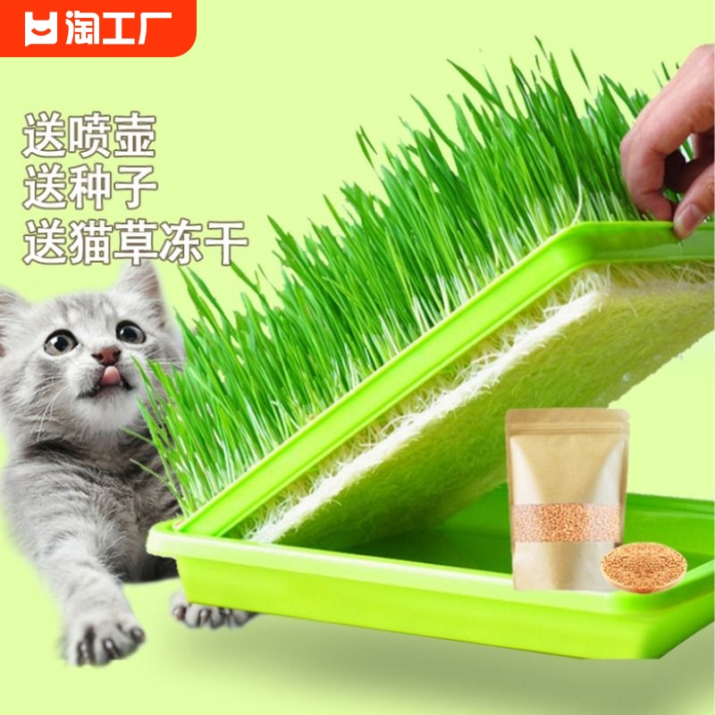 猫草种子小麦无土水培土培种植猫草猫