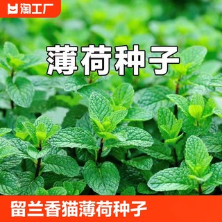 薄荷种籽子可食用四季播种香水留兰香猫薄荷种孑阳台盆栽蔬菜种子