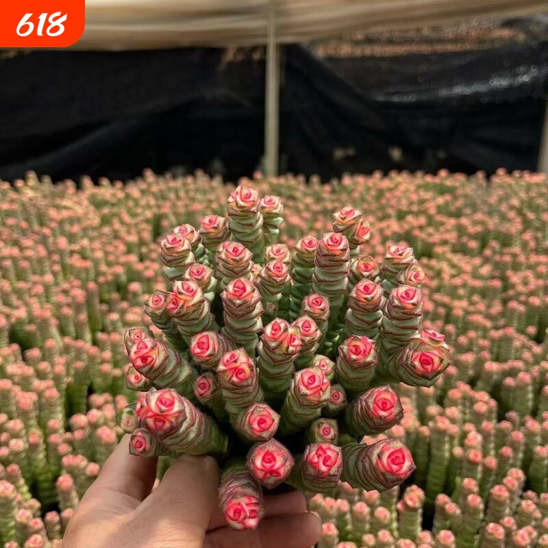 彩色钱串锦多肉植物室内新手好养肉肉红心钱串子稀有品种盆栽花卉