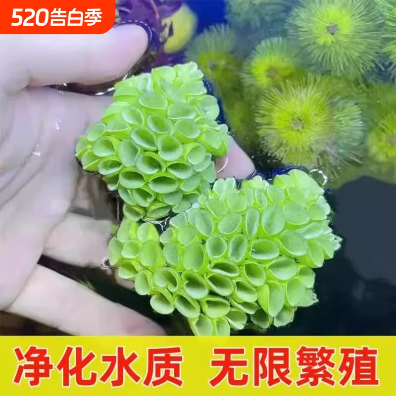 鱼缸浮萍躲避肚兜萍造景生态古法缸造景浮性水草增氧植物水生水质