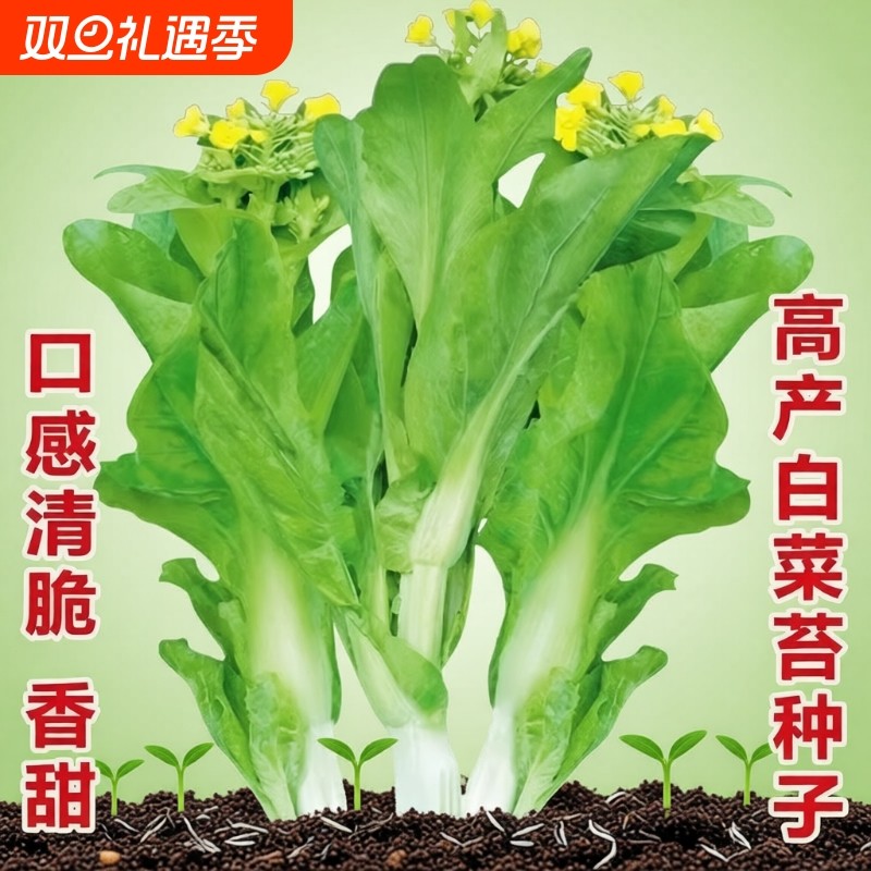 白菜苔种子蔬菜种子青菜香菜生菜番茄小葱黄瓜种子菜籽