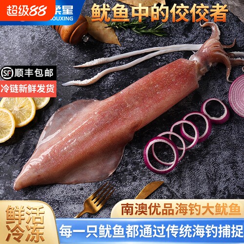 手钓冷冻鱿鱼刺身级商用批发鲜活