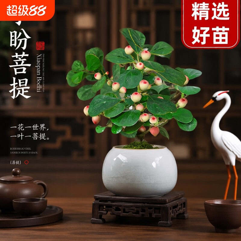 菩提树盆景小盆栽|超1000次加购图片
