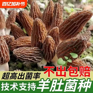 家庭野生羊肚菌菌种菌包室内云南种植高产羊肚蘑菌菇原种菌种家种