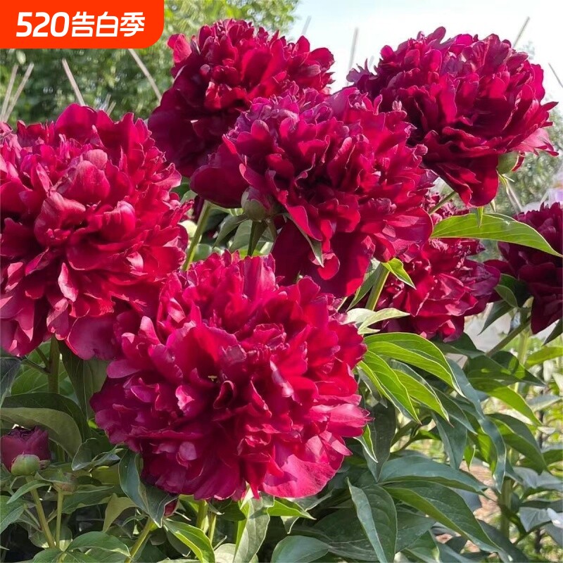 耐寒爆款芍药根块重瓣大花四季开盆栽阳台庭院多年生客厅太阳浓香