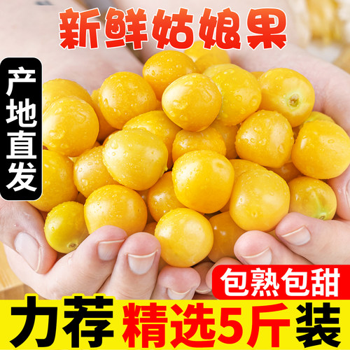 云南正宗姑娘果新鲜菇娘果灯笼果黄菇娘灯笼果薄皮5斤整箱