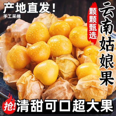 云南姑娘果大果5新鲜当季水果整箱特产灯笼果小金豆甜菇娘果
