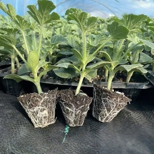 蔬菜苗大全秧苗辣椒茄子番茄黄瓜丝瓜南瓜西瓜苦瓜西葫芦西红柿苗