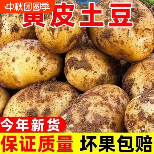 黄心土豆新鲜2026现挖黄皮新鲜现挖大个整箱大果粉糯农家自种批发