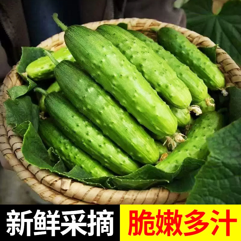 山东旱黄瓜大刺黄瓜生吃甜脆农家自种腌制脆爽产地直发新鲜精选