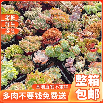 多肉植物室内小盆栽带根