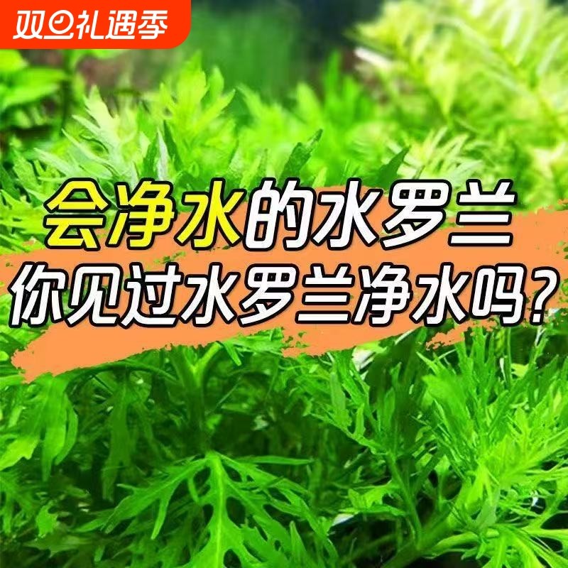 水罗兰坨草鱼缸造景净水后景新手懒人水草植物好养活阴性淡水增氧