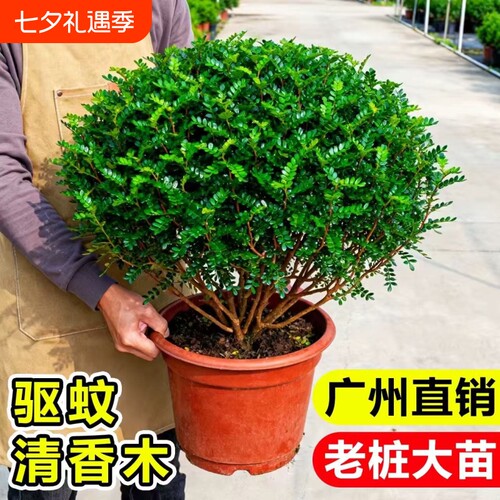 清香胡椒木盆栽花卉室内外薄荷驱蚊草植物树苗老桩盆景九里香绿植