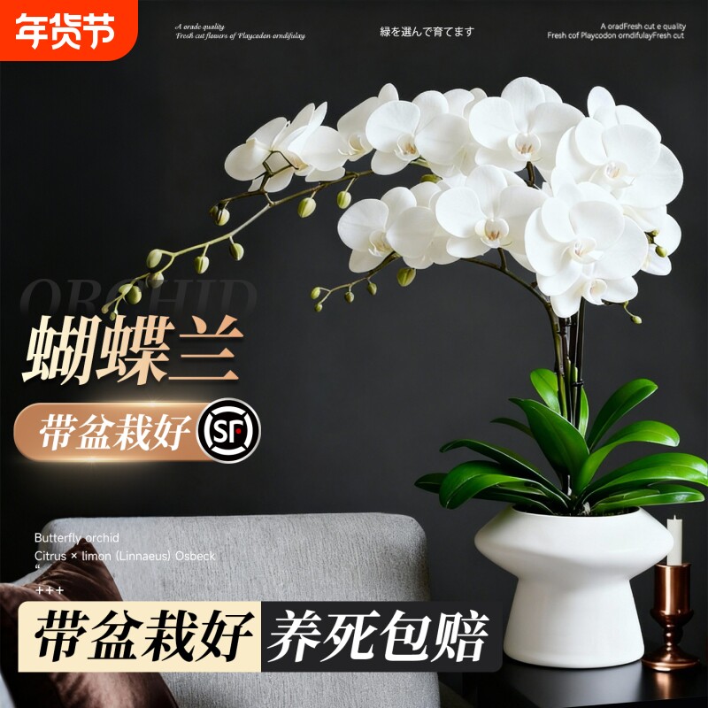 蝴蝶兰盆栽带花苞花剑兰花卉苗室内客厅阳台绿植物全国四季好养活