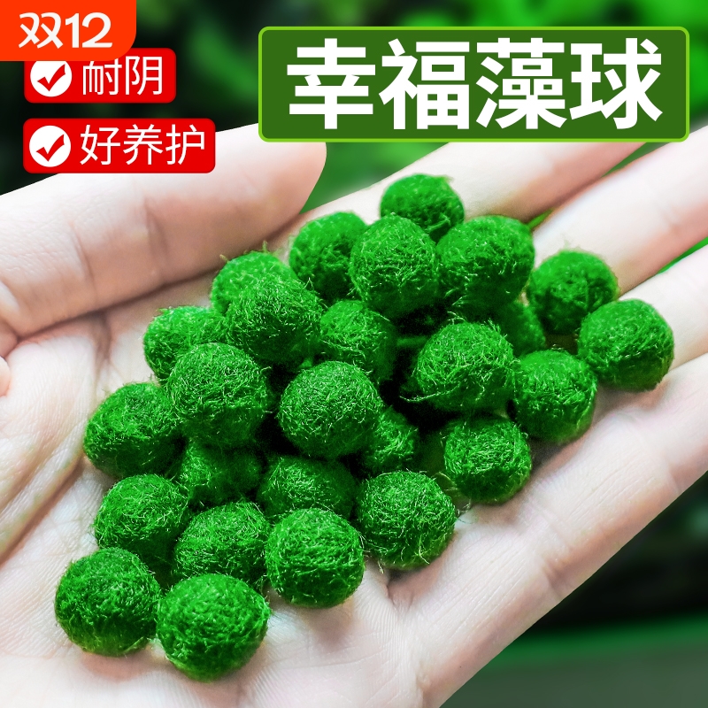 马里莫海藻球微景观生态瓶鱼缸室内桌面水培创意迷你植物水生球藻