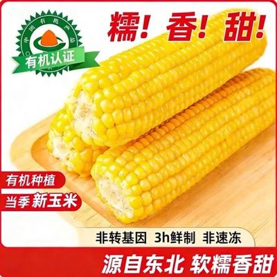 东北有机黄糯玉米250gX10支