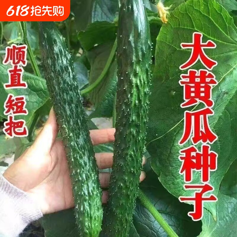 绿心黄瓜种子强雌耐热水黄瓜种籽油亮绿心四季高产阳台盆栽菜种子