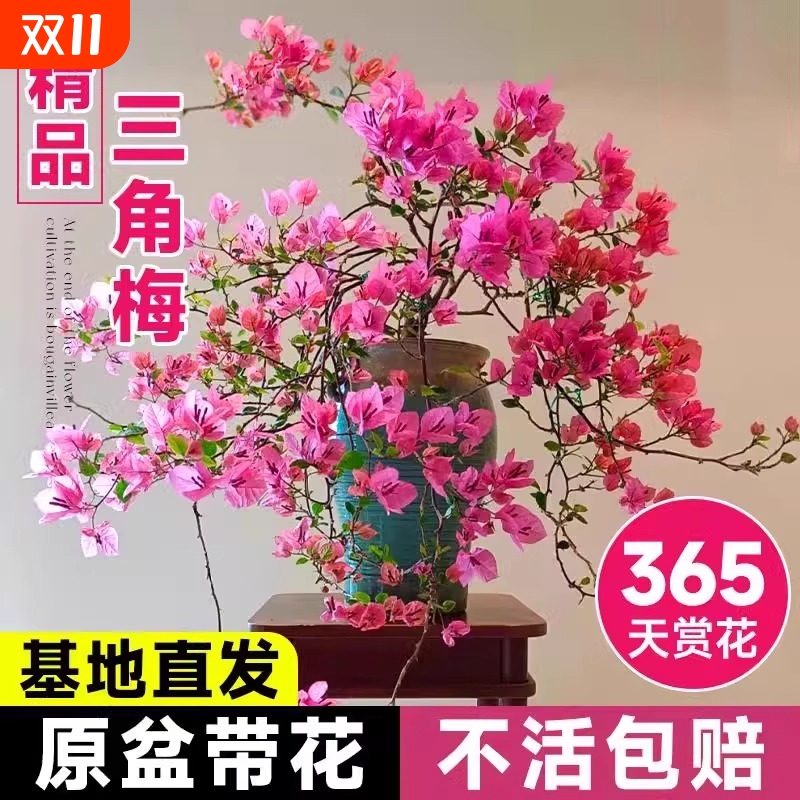 三角梅花树苗四季开花绿樱老桩盆栽特大苗庭院耐热云南紫勤花植物